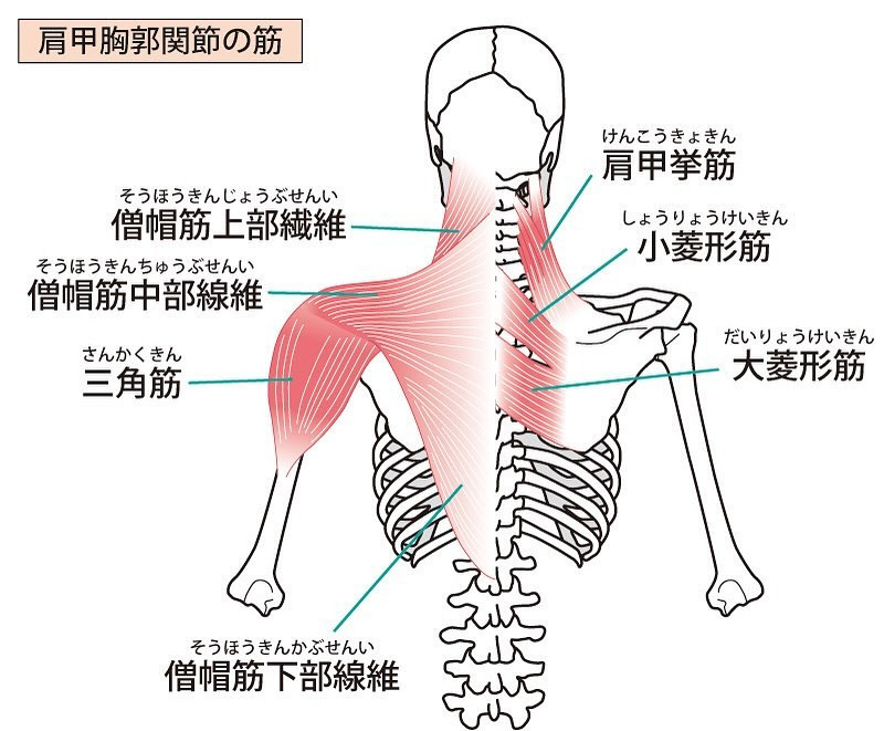 肩甲骨の柔軟性は、健康的な肩と腕の動きに欠かせない要素です。