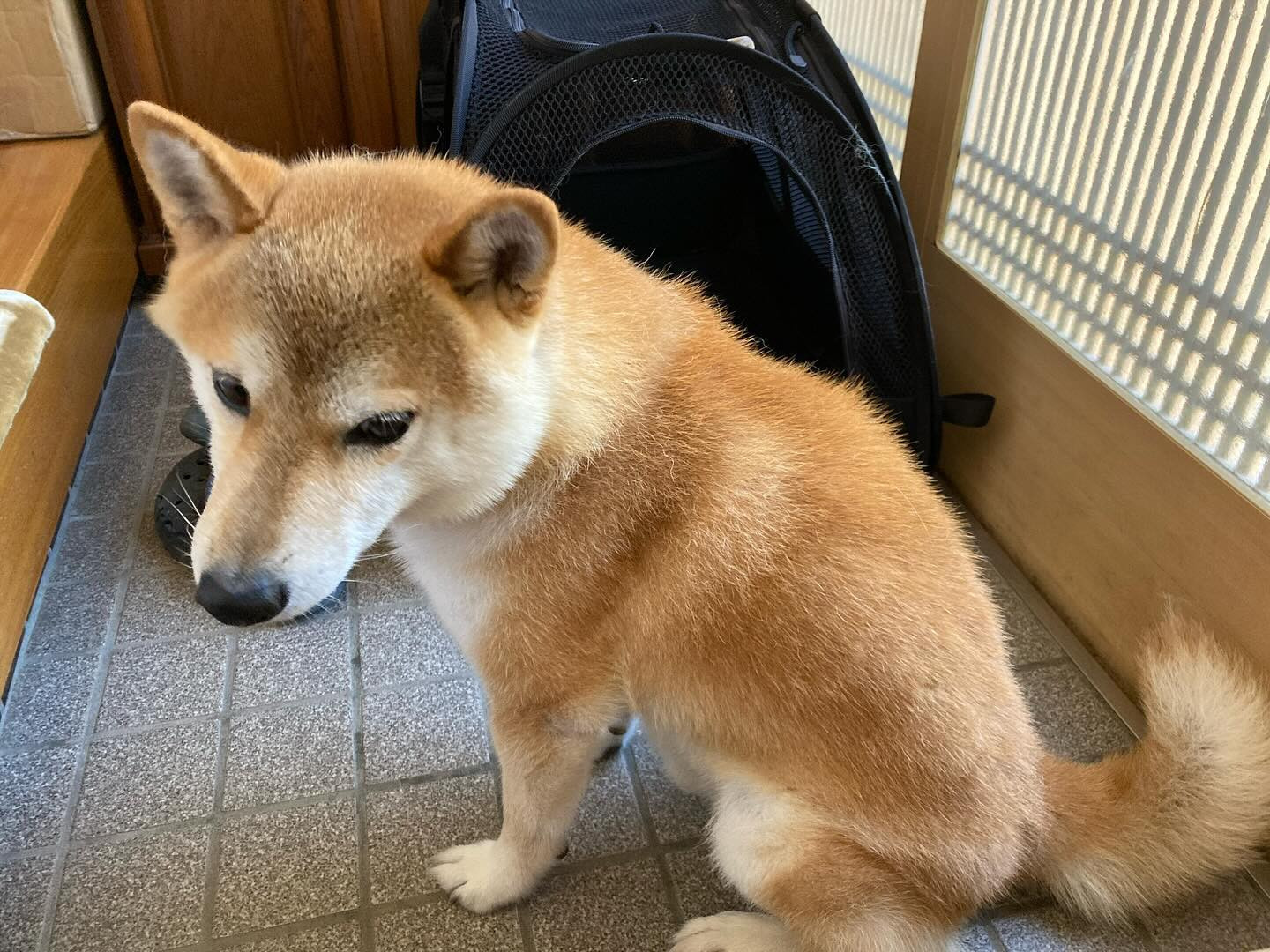 暑い🥵 我が家の看板犬柴犬スベンも、さすがに夏の暑さには弱い...