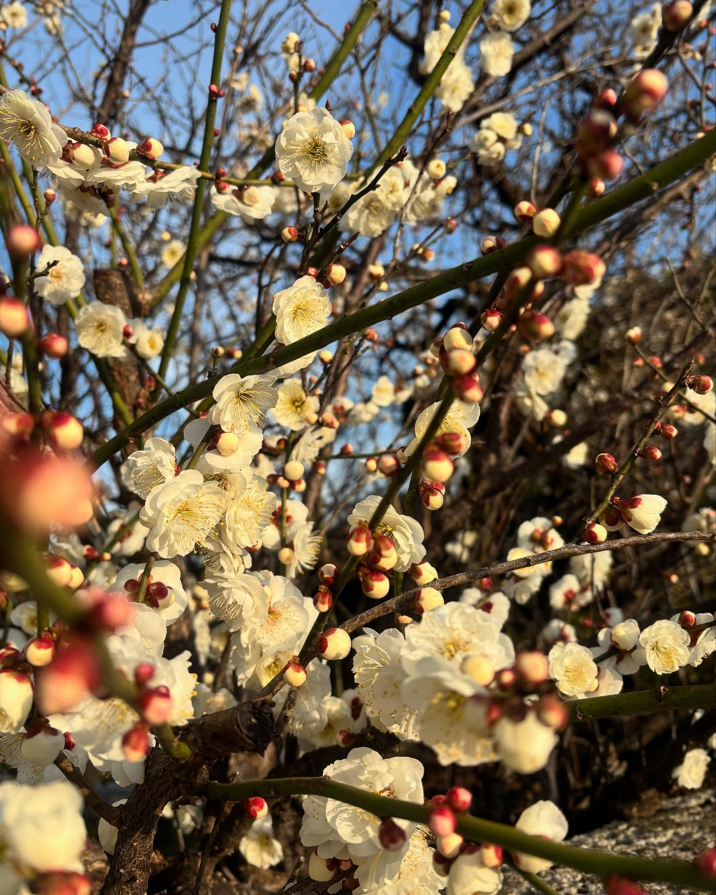 うちのご近所の花です。