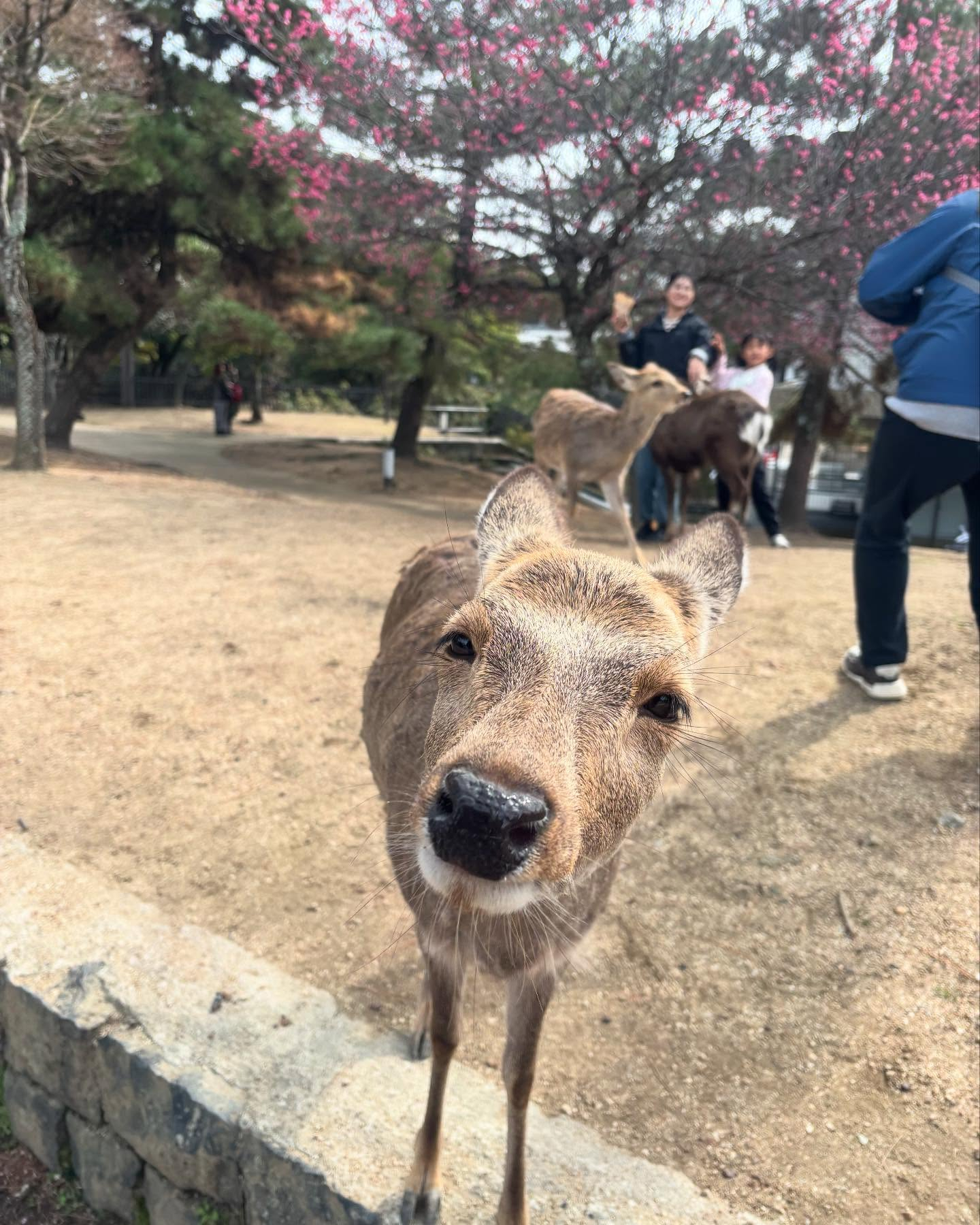 奈良公園の鹿と東大寺。