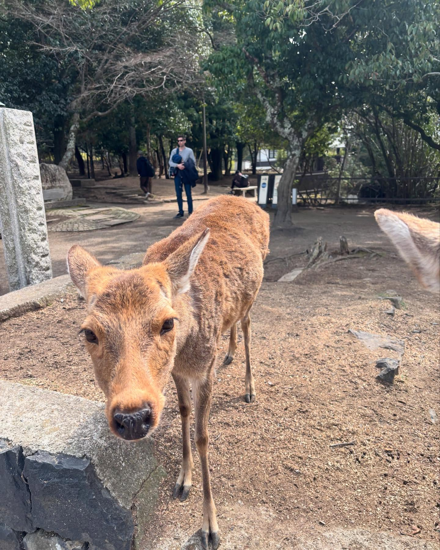 奈良公園の鹿と東大寺。