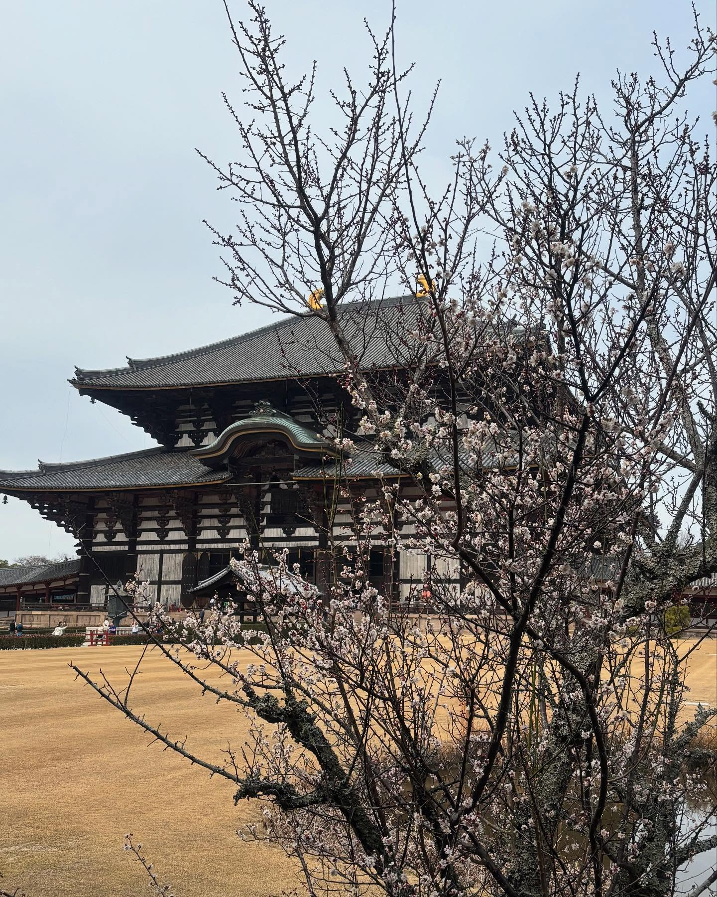 奈良公園の鹿と東大寺。