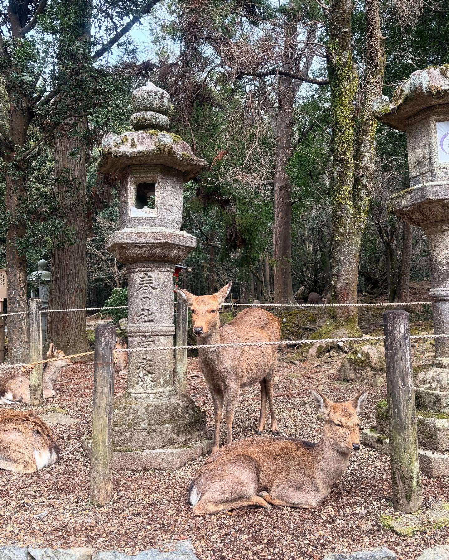 奈良公園の鹿と東大寺。