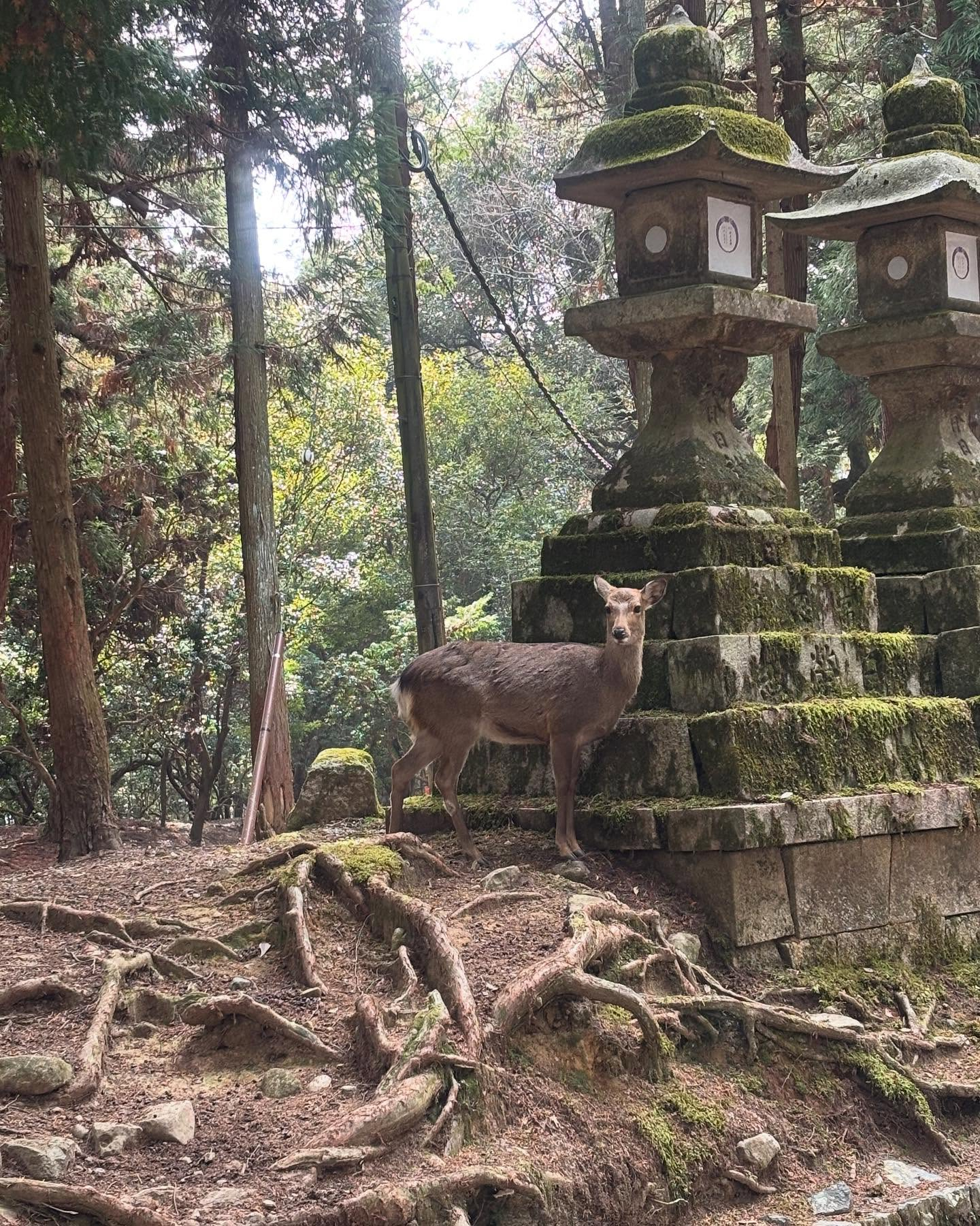 奈良公園の鹿と東大寺。