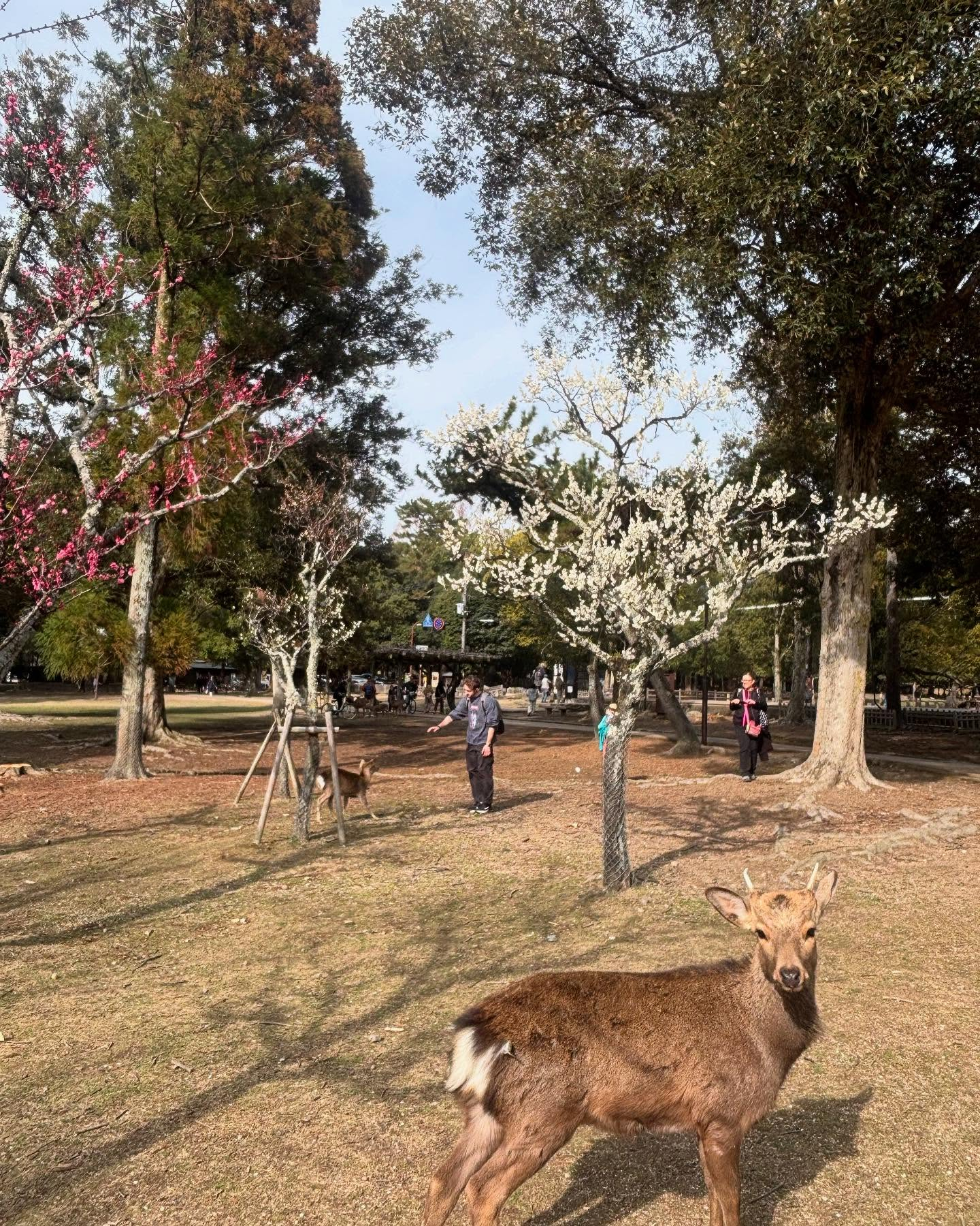 奈良公園の鹿と東大寺。