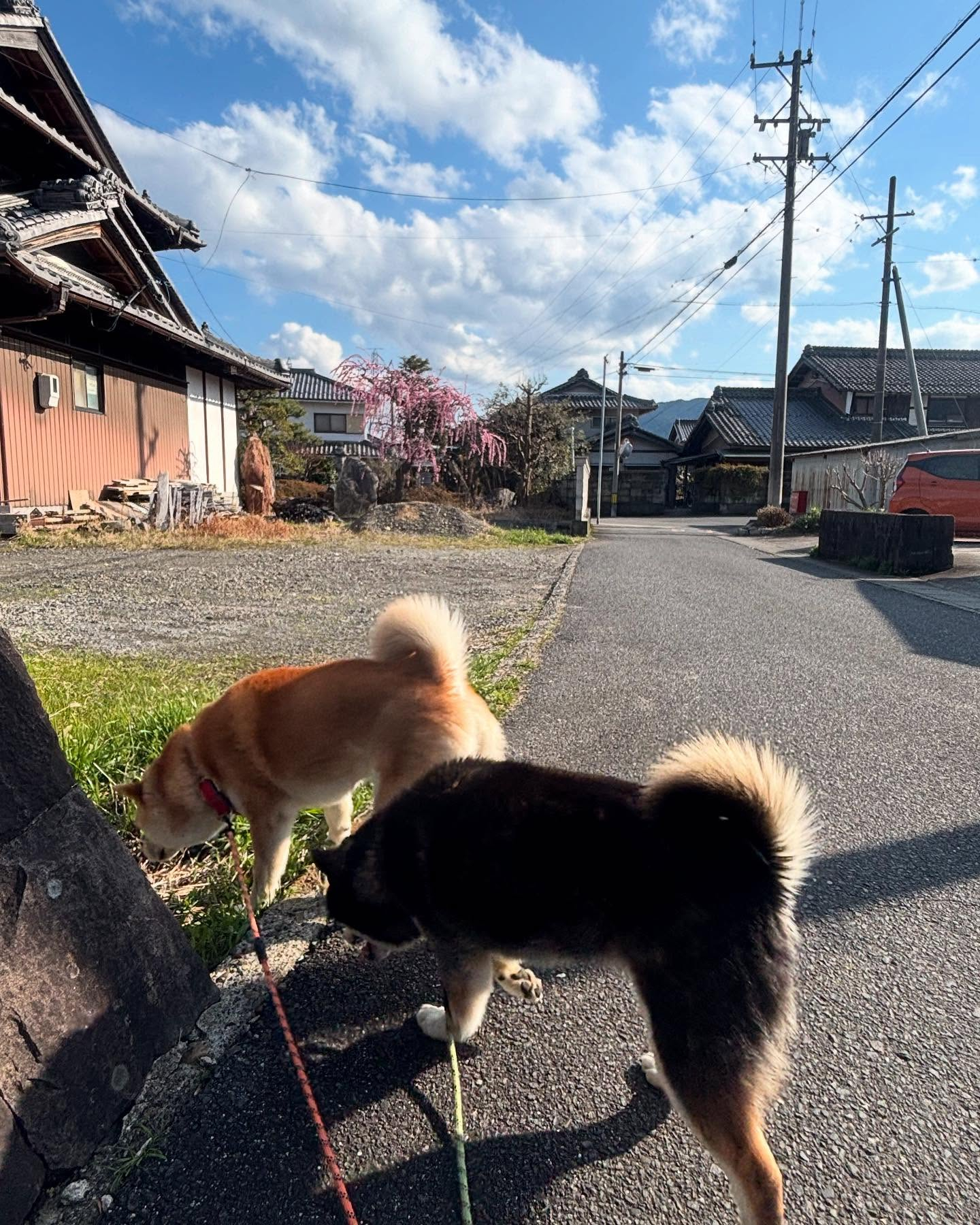 😊🌸🌼こんにちは、我が家の看板犬たちの散歩風景です。