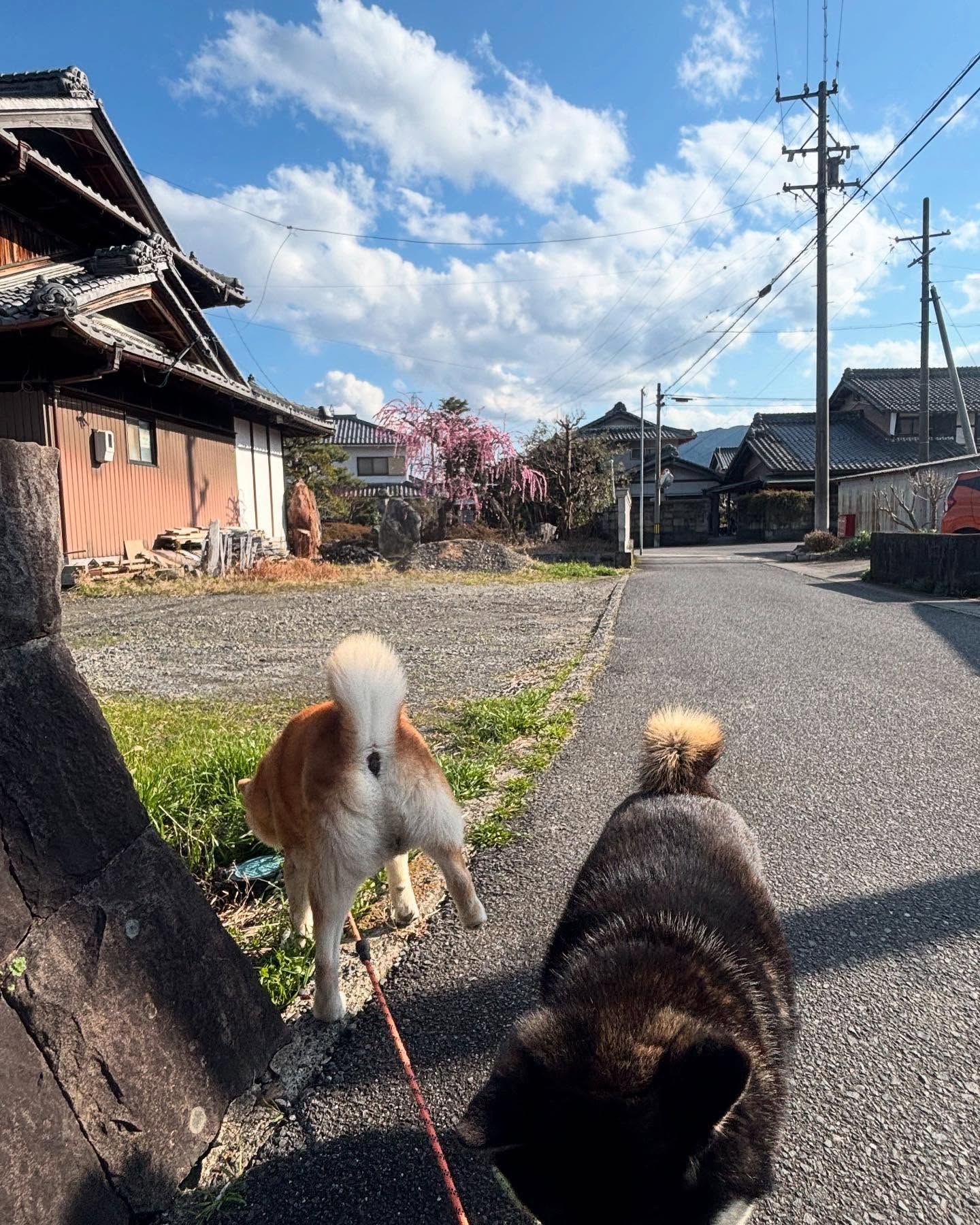 😊🌸🌼こんにちは、我が家の看板犬たちの散歩風景です。