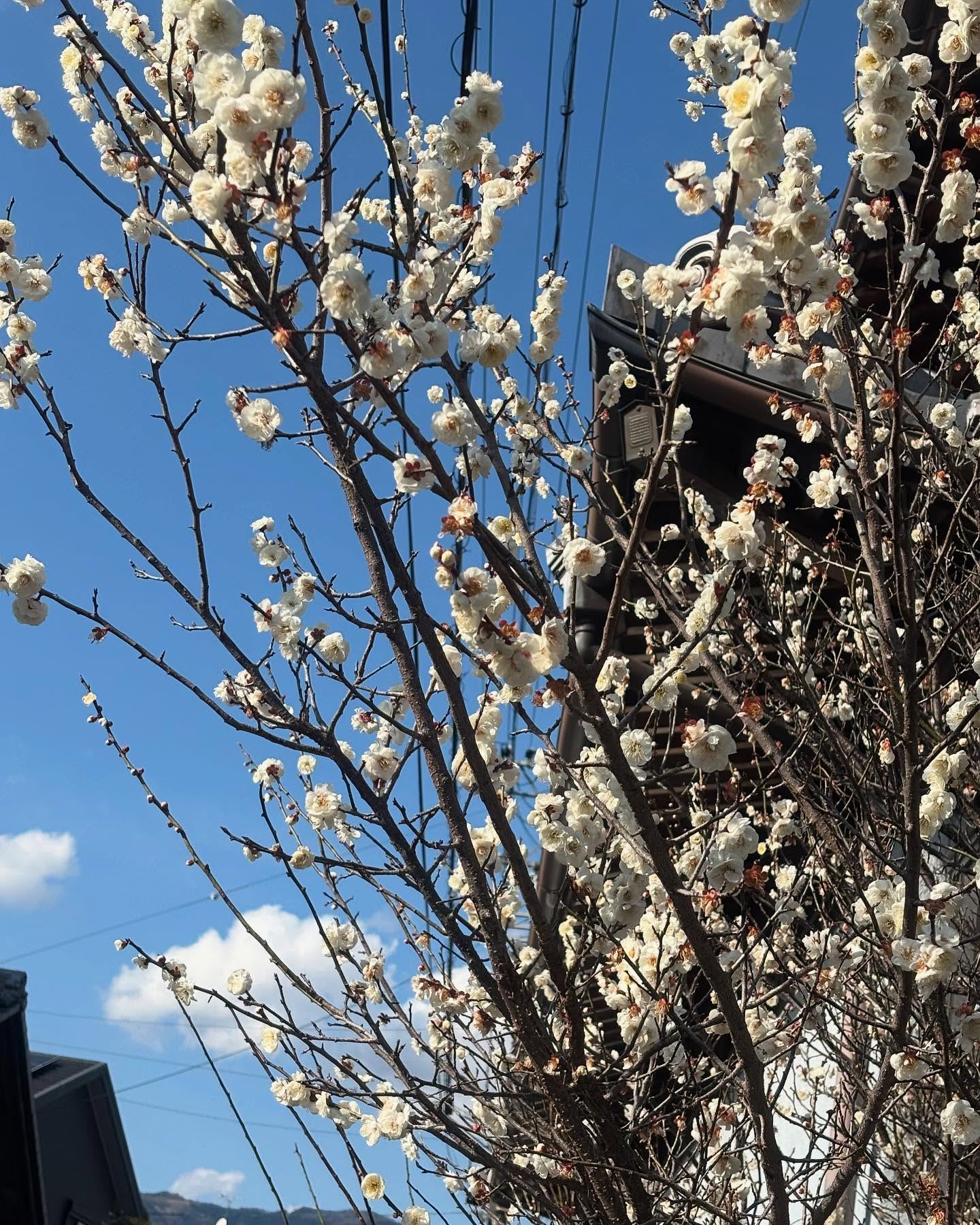 😊🌸🌼こんにちは、我が家の看板犬たちの散歩風景です。