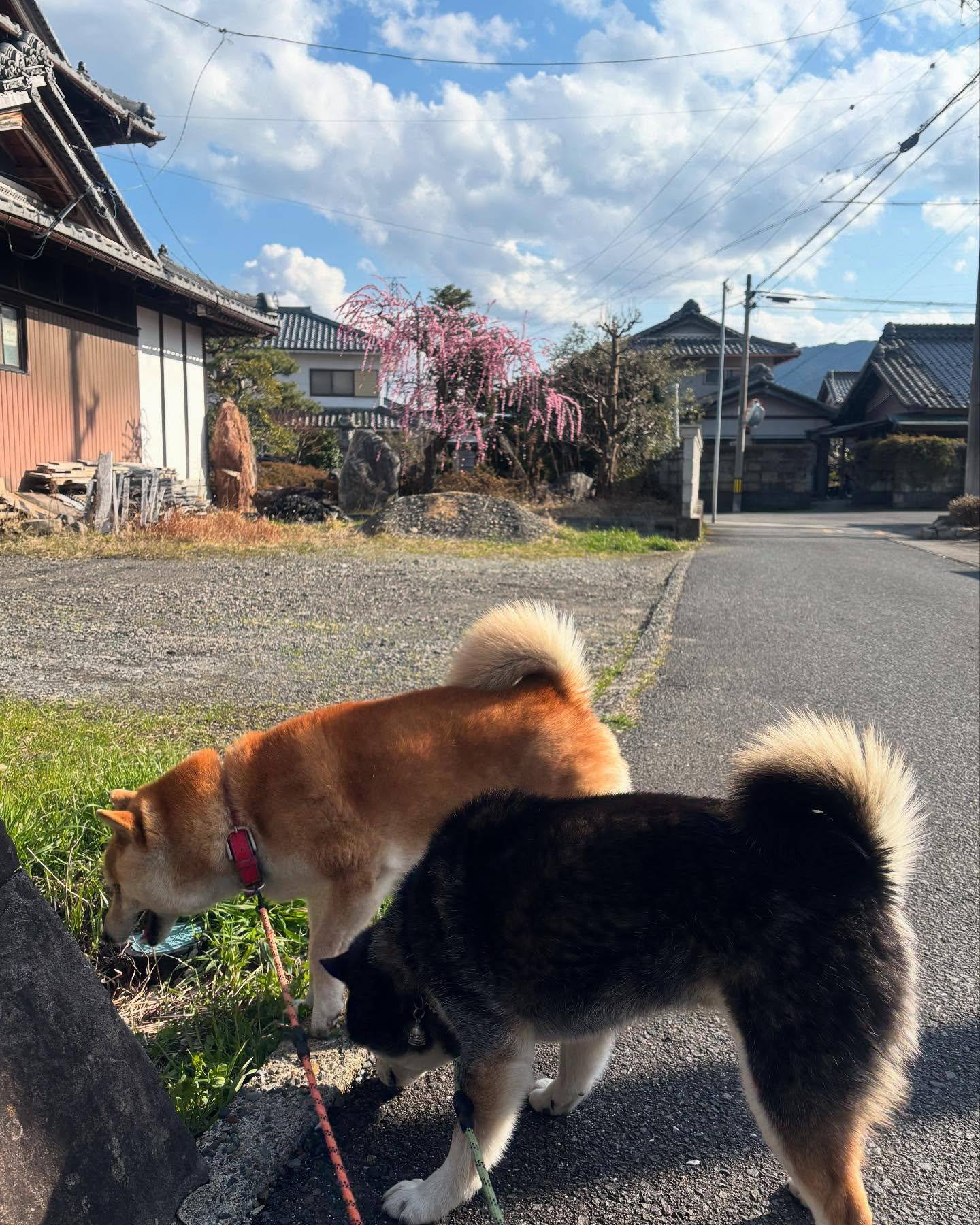 😊🌸🌼こんにちは、我が家の看板犬たちの散歩風景です。