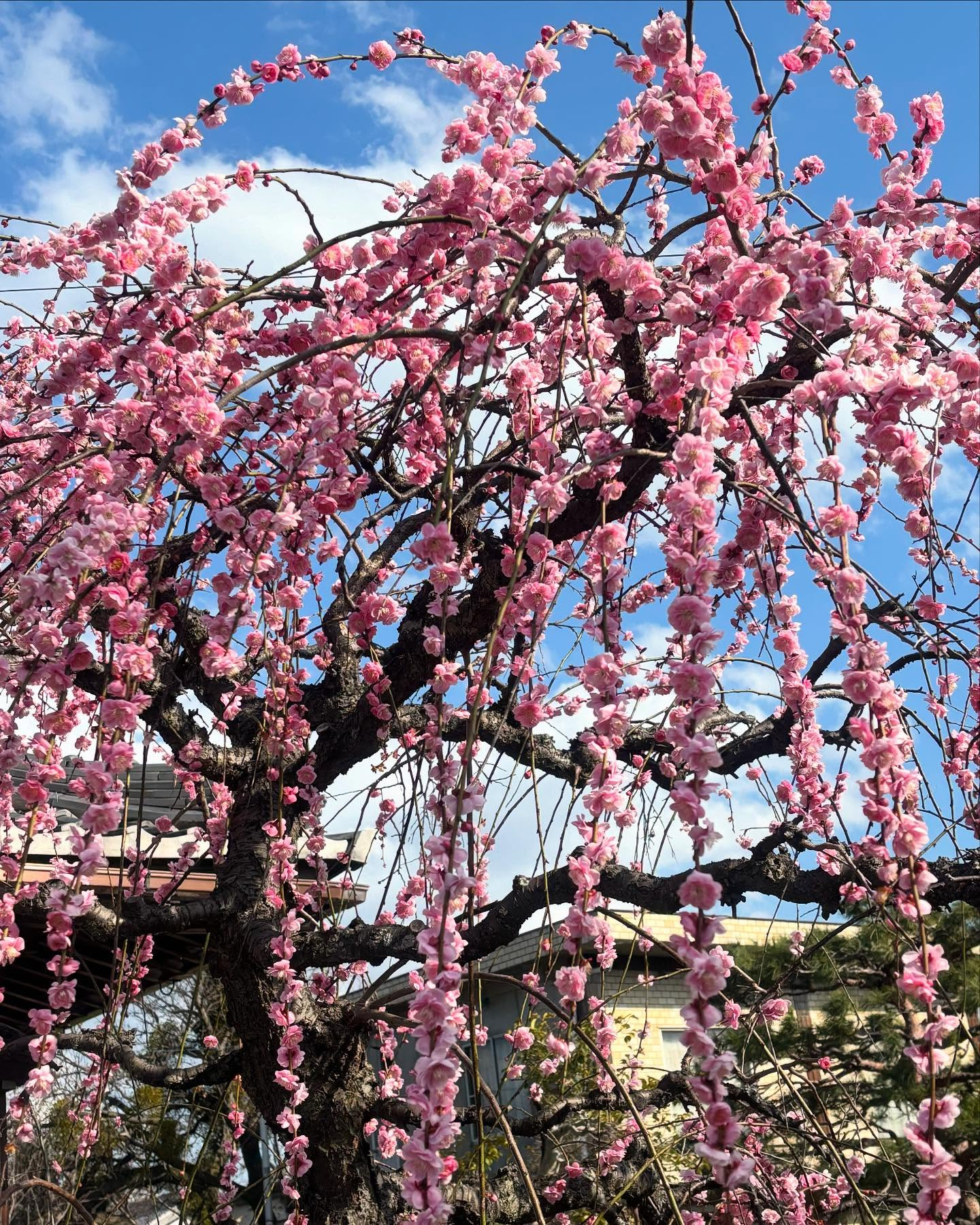 😊🌸🌼こんにちは、我が家の看板犬たちの散歩風景です。