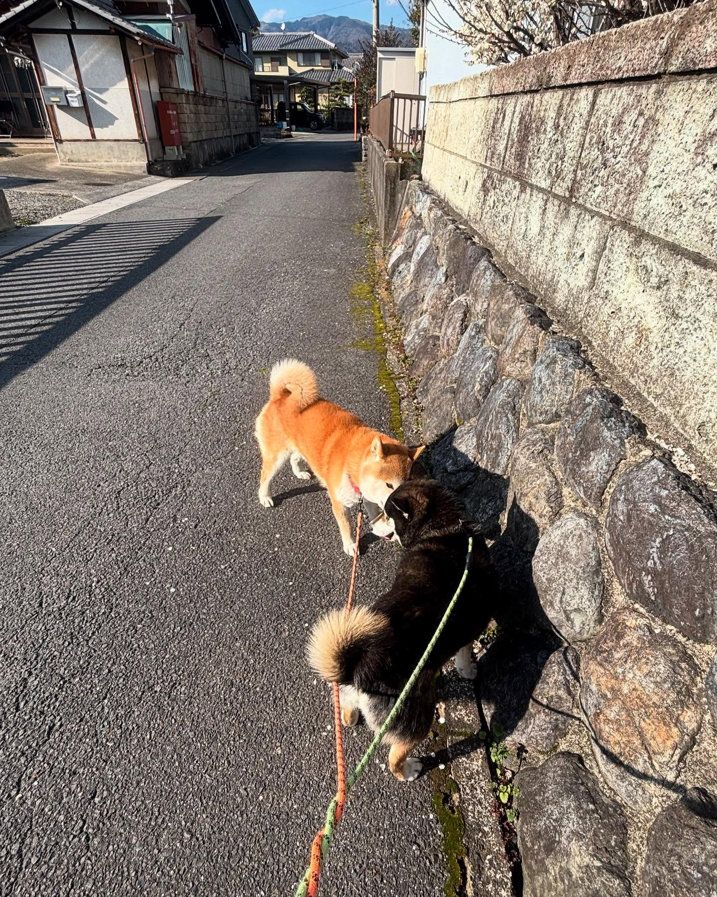 😊🌸🌼こんにちは、我が家の看板犬たちの散歩風景です。