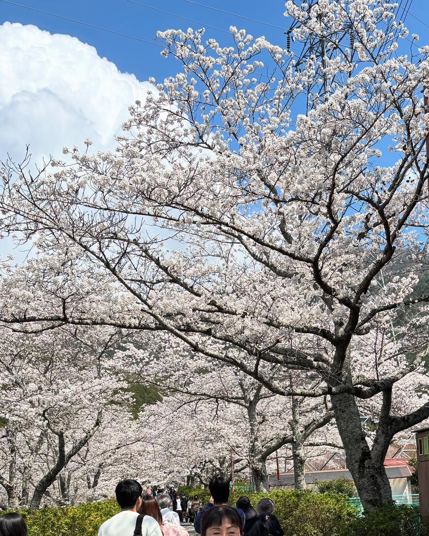 自然美を感じながら、心と体のバランスを整えませんか?🌸