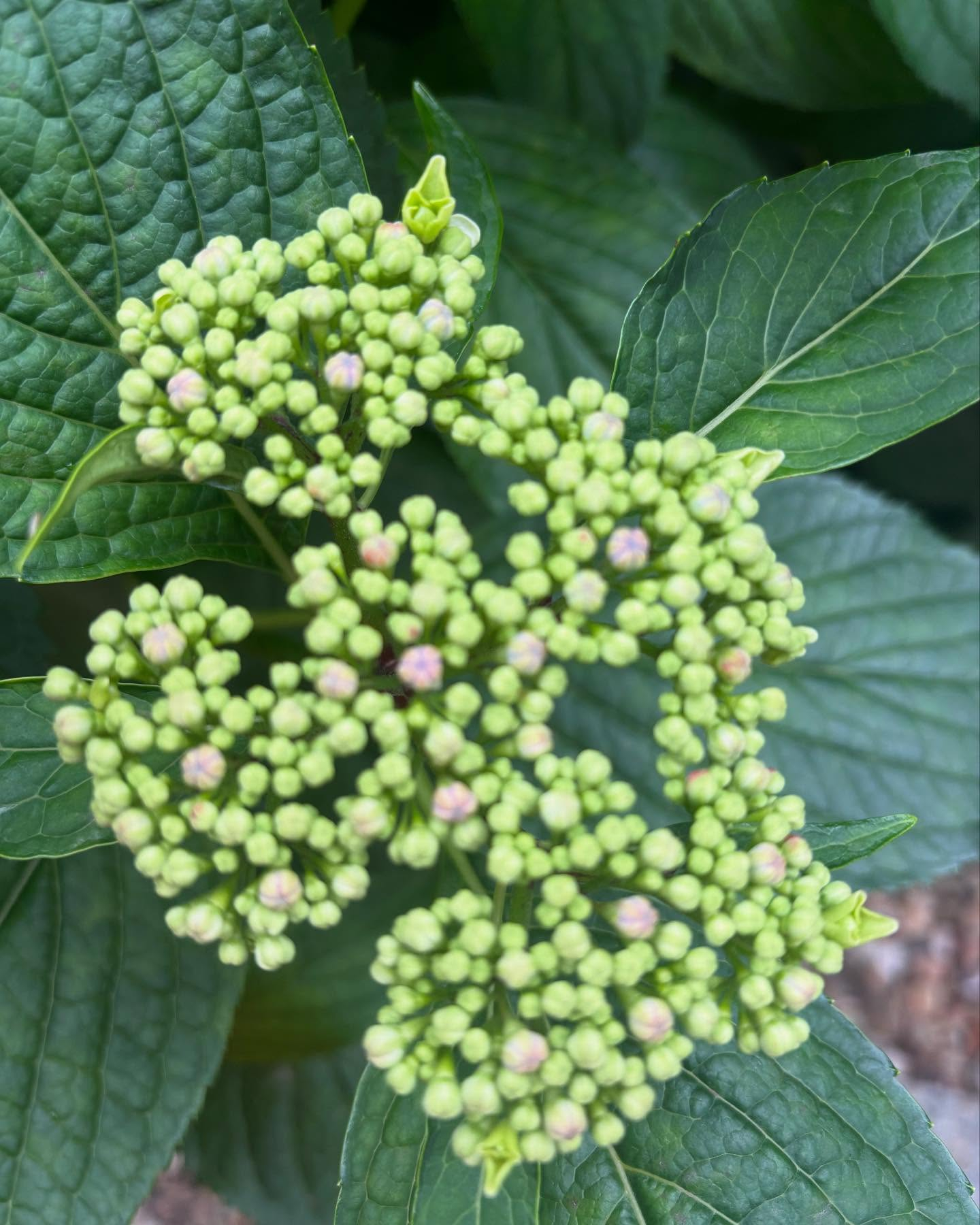 我が家に随分前からあったのに、ほとんど花を咲かせなかった紫陽...