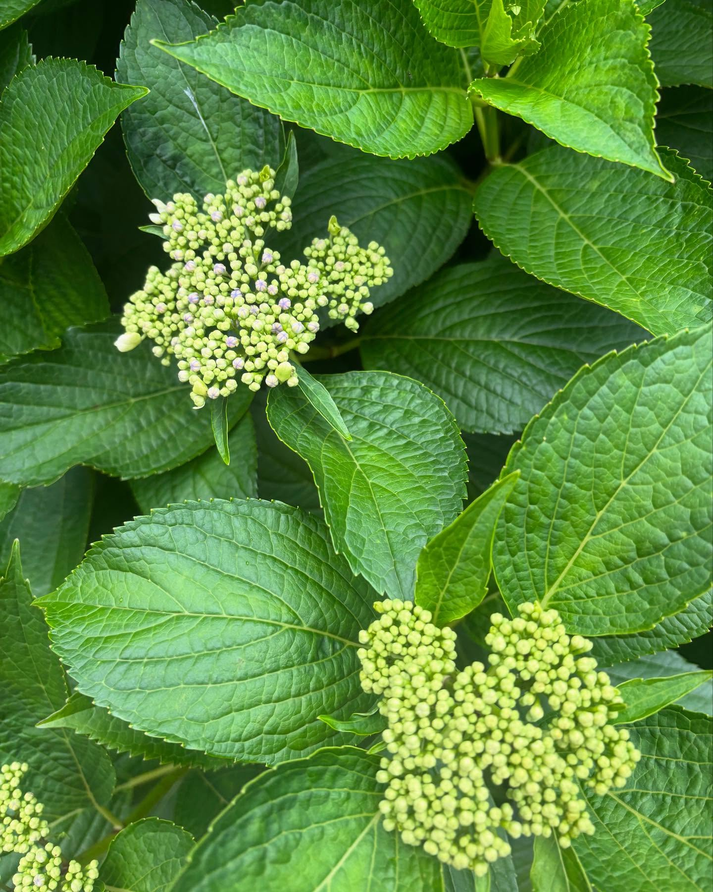 我が家に随分前からあったのに、ほとんど花を咲かせなかった紫陽...