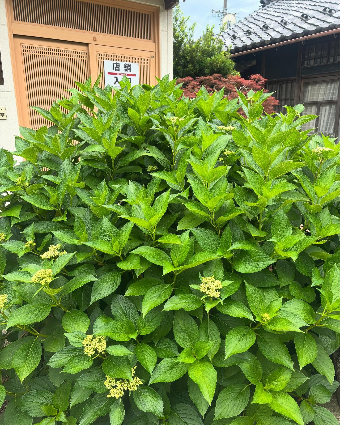 我が家に随分前からあったのに、ほとんど花を咲かせなかった紫陽...