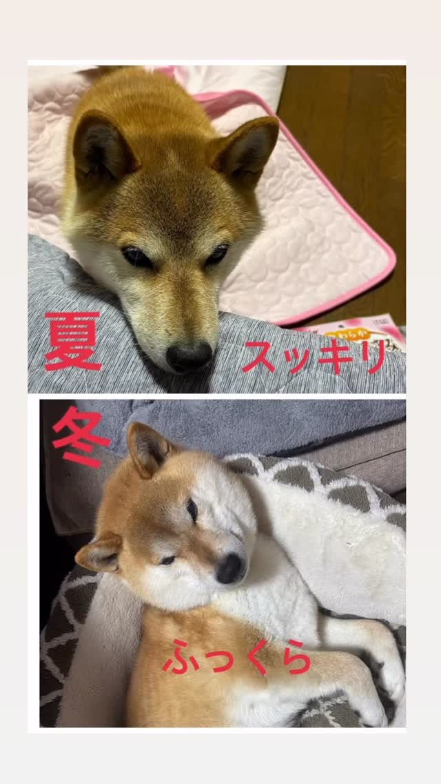 我が家の柴犬のスベンの換毛期を経た変化です🤣