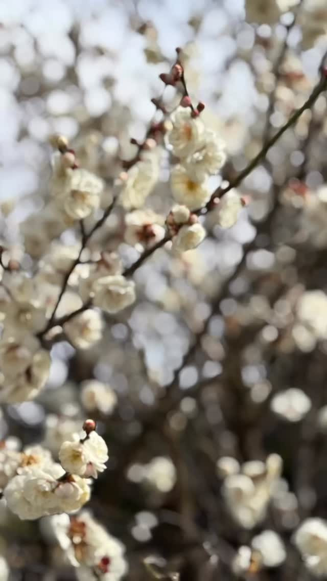 皆さん、こんにちは🌸！最近は花々が美しく咲き誇り、香りにも癒...