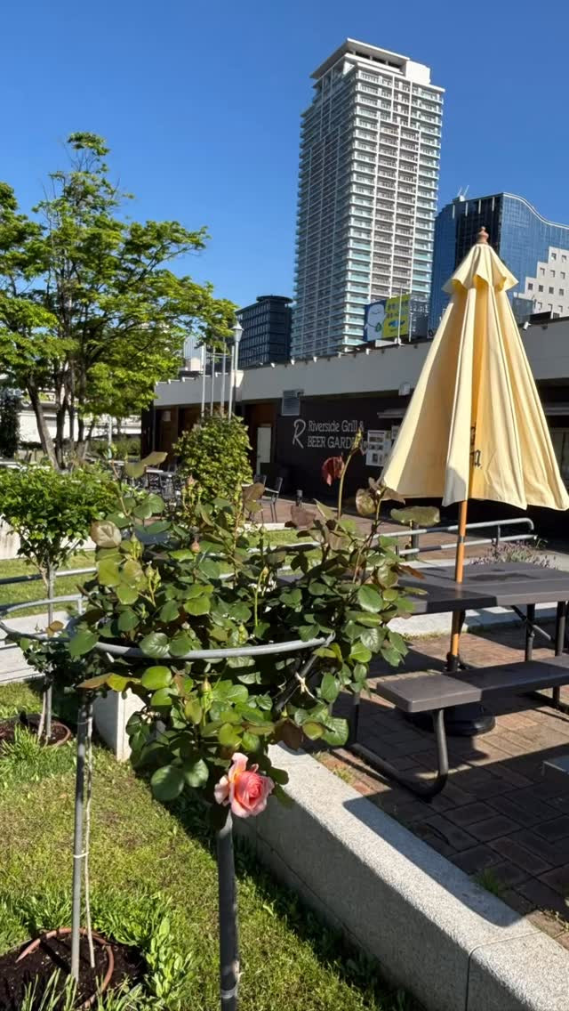 おはようございます！大阪中之島公園のバラ園を歩いていると、爽...