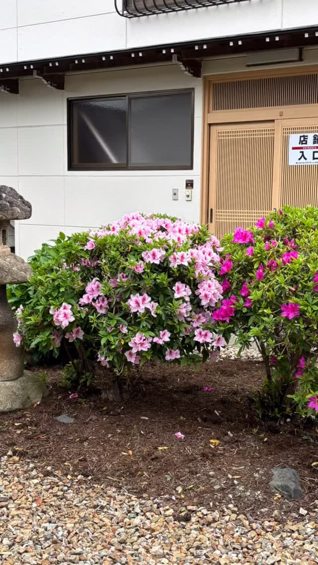 こんにちは🌸今年は例年より花々の開花が早いですね。